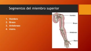 Segmentos del miembro superior
1. Hombro
2. Brazo
3. Antebrazo
4. mano.
 