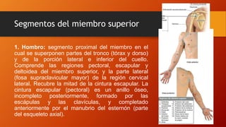 Segmentos del miembro superior
1. Hombro: segmento proximal del miembro en el
cual se superponen partes del tronco (tórax y dorso)
y de la porción lateral e inferior del cuello.
Comprende las regiones pectoral, escapular y
deltoidea del miembro superior, y la parte lateral
(fosa supraclavicular mayor) de la región cervical
lateral. Recubre la mitad de la cintura escapular. La
cintura escapular (pectoral) es un anillo óseo,
incompleto posteriormente, formado por las
escápulas y las clavículas, y completado
anteriormente por el manubrio del esternón (parte
del esqueleto axial).
 