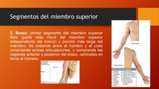 Segmentos del miembro superior
2. Brazo: primer segmento del miembro superior
libre (parte más móvil del miembro superior
independiente del tronco) y porción más larga del
miembro. Se extiende entre el hombro y el codo
conectando ambas articulaciones, y comprende las
regiones anterior y posterior del brazo, centradas en
torno al húmero.
 