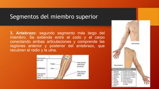 Segmentos del miembro superior
3. Antebrazo: segundo segmento más largo del
miembro. Se extiende entre el codo y el carpo
conectando ambas articulaciones y comprende las
regiones anterior y posterior del antebrazo, que
recubren el radio y la ulna.
 