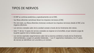 TIPOS DE NERVIOS
• El SNP se continúa anatómica y operativamente con el SNC.
• Sus fibras aferentes (sensitivas) llevan los impulsos nerviosos al SNC.
• Por otro lado, sus fibras eferentes (motoras) conducen los impulsos nerviosos desde el SNC a los
órganos efectores.
• Los nervios craneales salen de la cavidad craneal a través de los forámenes del cráneo.
• Solo 11 de los 12 pares de nervios craneales se originan en el encéfalo, el par restante surge de
la parte superior de la medula espinal.
• Los nervios espinales (segmentarios) salen de la columna vertebral a través de los forámenes
intervertebrales y surgen en paredes bilaterales. • Los 31 segmentos medulares y los 31 pares
de nervios se identifican con una letra y un número.
 