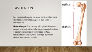 CLASIFICACION
• Los huesos del cuerpo humano, no tienen la misma
clasificación morfológica, por lo que estos se
clasifican en:
• Huesos largos: Son de mayor longitud, tienen un
cuerpo prismático triangular, tienen cavidad medular
y poseen 2 extremos denominados epífisis,
recubiertas de CARTÍLAGO, 1 cuerpo o porción
central denominada diáfisis.
 