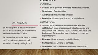 ARTROLOGIA
CLASIFICACIÓN
FUNCIONAL
• Se basa en el grado de movilidad de las articulaciones.
• Sinartrosis : Son inmóviles
• Anfiartrosis: movimientos limitados
• Diartrosis: Poseen gran libertad de movimiento
ESTRUCTURAL
• Se basa en la presencia o ausencia de CAVIDAD
ARTICULAR o sea el espacio entre los huesos de una
articulación Y el TIPO DE TEJIDO CONECTIVO que une
los huesos. De acuerdo a este criterio se conocen los
siguientes tipos:
• Fibrosas: Huesos unidos por tejido fibroso.
• Cartilaginosas: Unión por cartílago.
• Sinoviales: Unión de huesos mediante una cavidad
sinovial
La Artrología es el estudio científico
de las articulaciones, se le denomina
también SINDESMOLOGÍA
Se denomina articulación a la unión
de 2 o más componentes del
esqueleto (óseo y cartilaginoso).
 