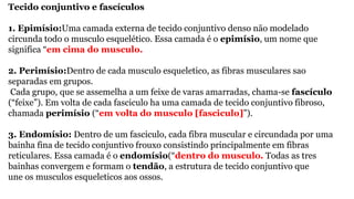 Tecido conjuntivo e fascículos
1. Epimísio:Uma camada externa de tecido conjuntivo denso não modelado
circunda todo o musculo esquelético. Essa camada é o epimísio, um nome que
significa “em cima do musculo.
2. Perimísio:Dentro de cada musculo esqueletico, as fibras musculares sao
separadas em grupos.
Cada grupo, que se assemelha a um feixe de varas amarradas, chama-se fascículo
(“feixe”). Em volta de cada fasciculo ha uma camada de tecido conjuntivo fibroso,
chamada perimísio (“em volta do musculo [fasciculo]”).
3. Endomísio: Dentro de um fasciculo, cada fibra muscular e circundada por uma
bainha fina de tecido conjuntivo frouxo consistindo principalmente em fibras
reticulares. Essa camada é o endomísio(“dentro do musculo. Todas as tres
bainhas convergem e formam o tendão, a estrutura de tecido conjuntivo que
une os musculos esqueleticos aos ossos.
 
