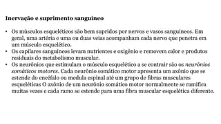 Inervação e suprimento sanguíneo
• Os músculos esqueléticos são bem supridos por nervos e vasos sanguíneos. Em
geral, uma artéria e uma ou duas veias acompanham cada nervo que penetra em
um músculo esquelético.
• Os capilares sanguíneos levam nutrientes e oxigênio e removem calor e produtos
residuais do metabolismo muscular.
• Os neurônios que estimulam o músculo esquelético a se contrair são os neurônios
somáticos motores. Cada neurônio somático motor apresenta um axônio que se
estende do encéfalo ou medula espinal até um grupo de fibras musculares
esqueléticas O axônio de um neurônio somático motor normalmente se ramifica
muitas vezes e cada ramo se estende para uma fibra muscular esquelética diferente.
 