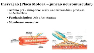 Inervação (Placa Motora – junção neuromuscular)
• Axónio pré - sináptico: vesículas e mitocôndrias, produção
de Acetilcolina
• Fenda sináptica: Ach e Ach-esterase
• Membrana muscular
 