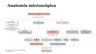 Anatomia microscópica
 
