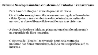 Reticulo Sarcoplasmático e Sistema de Túbulos Transversais
• Para haver contração o musculo precisa de cálcio
• O reticulo sarcoplasmático armazena e regula o fluxo do íon
cálcio. Quando sua membrana é despolarizada por estimulo
nervoso, se abre e libera cálcio contido nas suas cisternas.
• A despolarização se inicia na placa motora (juncão mioneural),
na superfície da fibra muscular.
• O sistema de Túbulos Transversais permite a contração
uniforme das fibras musculares, desde a mais superficial até as
internas.
 