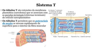 Sistema T
• Os túbulos T são extensões da membrana
plasmática (sarcolema) que se associam com
as porções terminais (cisternas terminais)
do retículo sarcoplasmático
• Os túbulos T permitem que os potenciais
de acção se movam rapidamente da
superfície para o interior da fibra muscular
 