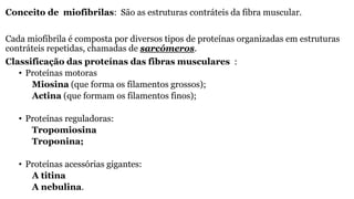Conceito de miofibrilas: São as estruturas contráteis da fibra muscular.
Cada miofibrila é composta por diversos tipos de proteínas organizadas em estruturas
contráteis repetidas, chamadas de sarcómeros.
Classificação das proteínas das fibras musculares :
• Proteínas motoras
Miosina (que forma os filamentos grossos);
Actina (que formam os filamentos finos);
• Proteínas reguladoras:
Tropomiosina
Troponina;
• Proteínas acessórias gigantes:
A titina
A nebulina.
 