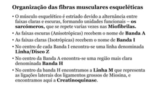 Organização das fibras musculares esqueléticas
• O músculo esquelético é estriado devido a alternância entre
faixas claras e escuras, formando unidades funcionais – os
sarcómeros, que se repete varias vezes nas Miofibrilas.
• As faixas escuras (Anisotrópicas) recebem o nome de Banda A
• As faixas claras (Isotrópicas) recebem o nome de Banda I
• No centro de cada Banda I encontra-se uma linha denominada
Linha/Disco Z
• No centro da Banda A encontra-se uma região mais clara
denominada Banda H
• No centro da banda H encontramos a Linha M que representa
as ligações laterais dos ligamentos grossos de Miosina, e
encontramos aqui a Creatinoquinase.
 