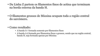 • Da Linha Z partem os filamentos finos de actina que terminam
na borda externa da banda H.
• O filamentos grossos de Miosina ocupam toda a região central
do sarcómero.
• Como resultado:
• A banda I é formada somente por filamentos finos
• A banda A é formada por filamentos finos e grossos, sendo que na região central,
banda H, seja formada apenas por Miosina
 