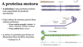 A proteína motora
• A miosina é uma proteína motora
com capacidade de produzir
movimento
• Cada cabeça de miosina possui duas
cadeias proteicas:
Uma cadeia pesada/ motor (2
sítios= miosina- ATPase e actina)
Uma cadeia leve/ menor
• A actina é a proteína que forma os
filamentos finos da fibra muscular
Actina G e F
 