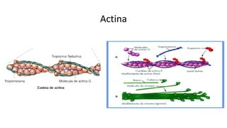 Actina
 