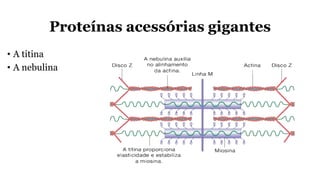 Proteínas acessórias gigantes
• A titina
• A nebulina
 