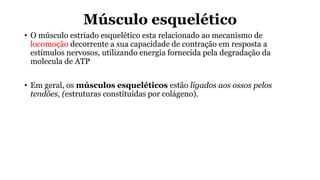 Músculo esquelético
• O músculo estriado esquelético esta relacionado ao mecanismo de
locomoção decorrente a sua capacidade de contração em resposta a
estímulos nervosos, utilizando energia fornecida pela degradação da
molecula de ATP
• Em geral, os músculos esqueléticos estão ligados aos ossos pelos
tendões, (estruturas constituídas por colágeno).
 