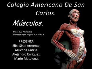 Músculos.
MATERIA: Anatomía
Profesor: QBA Miguel A. Castro R.


    PRESENTA:
Elba Sinaí Armenta.
  Azucena García.
Alejandro Enríquez.
 Mario Mateluna.
 