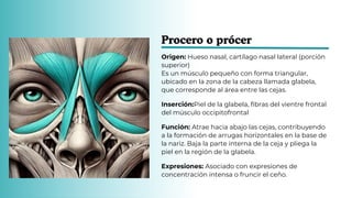 Procer Anatomía de los Músculos de la Mímica Facial: Responsables de las ...