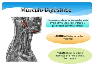 Forma un arco largo de concavidad hacia
arriba, se va a la base del cráneo a la
parte media del maxilar inferior
INSERCIÓN: Vientre posterior
y anterior
ACCIÓN: El vientre anterior
fijándose en el hueso hioides
baja maxilar
 