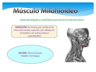 Aplanado delgado y cuadrilátero que forma el suelo de la boca
INSERCIÓN: Se inserta por arriba en la
línea del maxilar superior, por debajo en
el hioides y en la línea blanca
suprahioidea
ACCIÓN: Eleva el hueso
hioides y la lengua
 