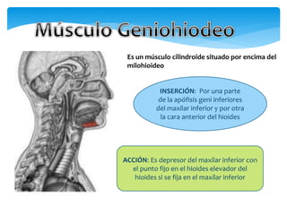 Es un músculo cilindroide situado por encima del
milohioideo
INSERCIÓN: Por una parte
de la apófisis geni inferiores
del maxilar inferior y por otra
la cara anterior del hioides
ACCIÓN: Es depresor del maxilar inferior con
el punto fijo en el hioides elevador del
hioides si se fija en el maxilar inferior
 