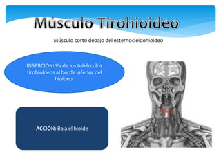 Músculo corto debajo del esternocleidohioideo
INSERCIÓN: Va de los tubérculos
tirohioideos al borde inferior del
hioideo.
ACCIÓN: Baja el hioide
 
