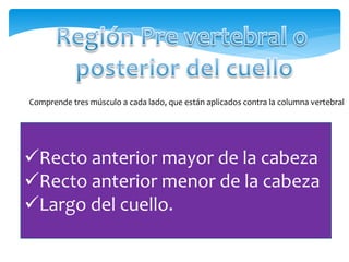 Comprende tres músculo a cada lado, que están aplicados contra la columna vertebral
Recto anterior mayor de la cabeza
Recto anterior menor de la cabeza
Largo del cuello.
 