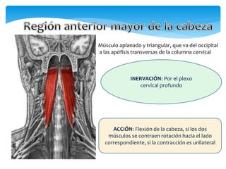 Músculo aplanado y triangular, que va del occipital
a las apófisis transversas de la columna cervical
INERVACIÓN: Por el plexo
cervical profundo
ACCIÓN: Flexión de la cabeza, si los dos
músculos se contraen rotación hacia el lado
correspondiente, si la contracción es unilateral
 