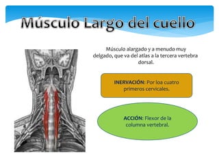 Músculo alargado y a menudo muy
delgado, que va del atlas a la tercera vertebra
dorsal.
INERVACIÓN: Por loa cuatro
primeros cervicales.
ACCIÓN: Flexor de la
columna vertebral.
 