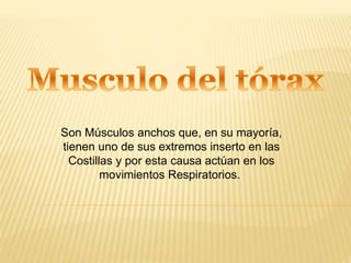 Son Músculos anchos que, en su mayoría,
tienen uno de sus extremos inserto en las
Costillas y por esta causa actúan en los
movimientos Respiratorios.
 