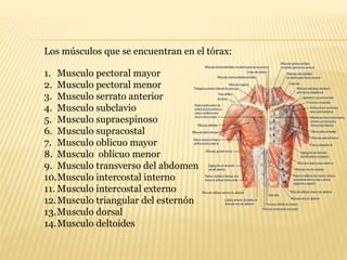 Los músculos que se encuentran en el tórax:
1. Musculo pectoral mayor
2. Musculo pectoral menor
3. Musculo serrato anterior
4. Musculo subclavio
5. Musculo supraespinoso
6. Musculo supracostal
7. Musculo oblicuo mayor
8. Musculo oblicuo menor
9. Musculo transverso del abdomen
10.Musculo intercostal interno
11. Musculo intercostal externo
12.Musculo triangular del esternón
13.Musculo dorsal
14.Musculo deltoides
 