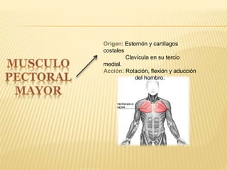 Origen: Esternón y cartílagos
costales
Clavícula en su tercio
medial.
Acción: Rotación, flexión y aducción
del hombro.
 