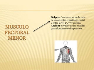 Origen: Cara anterior de la zona
de unión entre el cartílago costal
y entre la 3ª, 4ª, y 5ª costilla.
Acción: elevador de las costillas
para el proceso de inspiración.
 