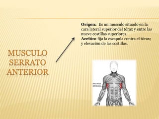Origen: Es un musculo situado en la
cara lateral superior del tórax y entre las
nueve costillas superiores.
Acción: fija la escapula contra el tórax;
y elevación de las costillas.
 