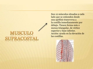 Son 12 músculos situados a cada
lado que se extienden desde
una apófisis transversa a
la costilla inmediatamente por
debajo. Tienen forma más o
menos triangular, de vértice
superior y base inferior.
Acción: ayuda en la elevación de
las costillas.
 