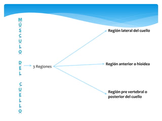 3 Regiones
Región lateral del cuello
Región anterior o hioidea
Región pre vertebral o
posterior del cuello
 