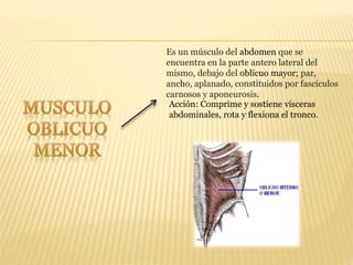 Es un músculo del abdomen que se
encuentra en la parte antero lateral del
mismo, debajo del oblicuo mayor; par,
ancho, aplanado, constituidos por fascículos
carnosos y aponeurosis.
Acción: Comprime y sostiene vísceras
abdominales, rota y flexiona el tronco.
 