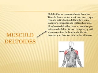El deltoides es un musculo del hombro.
Tiene la forma de un semicono hueco, que
rodea la articulación del hombro y une
la cintura escapular a la diáfisis humeral.
El músculo deltoides tiene su nombre por
la forma de delta (forma triangular) y está
situado encima de la articulación del
hombro y su función es levantar el brazo.
 