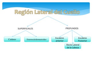 SUPERFICIALES PROFUNDOS
Cutáneo Esternocleidomastoideo
Recto Lateral
de la Cabeza
Escaleno
anterior
Escaleno
Posterior
 