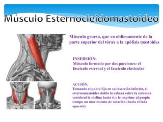 Músculo grueso, que va oblicuamente de la
parte superior del tórax a la apófisis mastoides
INSERSIÓN:
Músculo formado por dos porciones: el
fascículo esternal y el fascículo clavicular
ACCIÓN:
Tomando el punto fijo en su inserción inferior, el
esternomastoideo dobla la cabeza sobre la columna
vertebral la inclina hacia si y le imprime al propio
tiempo un movimiento de rotación (hacia el lado
opuesto).
 