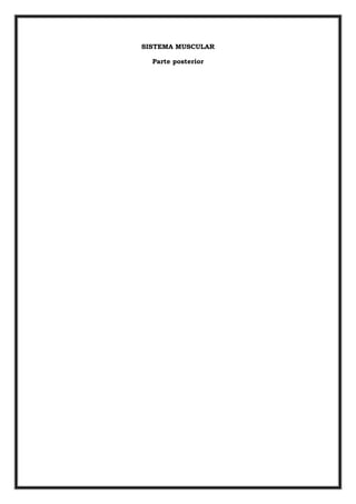 SISTEMA MUSCULAR

  Parte posterior
 