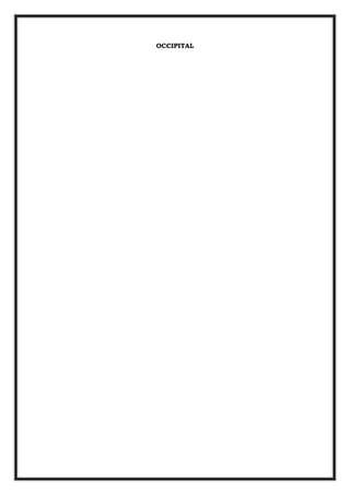 OCCIPITAL
 