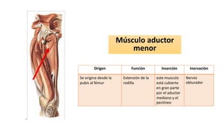 Músculo aductor
menor
Origen Función Inserción Inervación
Se origina desde la
pubis al fémur
Extensión de la
rodilla
este musculo
está cubierto
en gran parte
por el aductor
mediano y el
pectíneo
Nervio
obturador
 