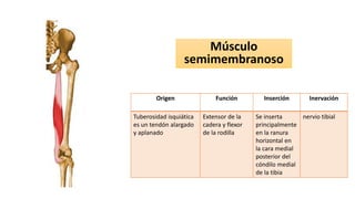Músculo
semimembranoso
Origen Función Inserción Inervación
Tuberosidad isquiática
es un tendón alargado
y aplanado
Extensor de la
cadera y flexor
de la rodilla
Se inserta
principalmente
en la ranura
horizontal en
la cara medial
posterior del
cóndilo medial
de la tibia
nervio tibial
 