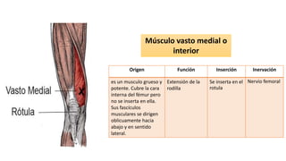 Origen Función Inserción Inervación
es un musculo grueso y
potente. Cubre la cara
interna del fémur pero
no se inserta en ella.
Sus fascículos
musculares se dirigen
oblicuamente hacia
abajo y en sentido
lateral.
Extensión de la
rodilla
Se inserta en el
rotula
Nervio femoral
Músculo vasto medial o
interior
 