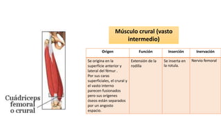 Origen Función Inserción Inervación
Se origina en la
superficie anterior y
lateral del fémur .
Por sus caras
superficiales, el crural y
el vasto interno
parecen fusionados
pero sus orígenes
óseos están separados
por un angosto
espacio.
Extensión de la
rodilla
Se inserta en
la rotula.
Nervio femoral
Músculo crural (vasto
intermedio)
 