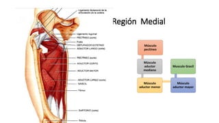 Región Medial
Músculo
pectíneo
Músculo
aductor
mediano
Músculo
aductor menor
Músculo
aductor mayor
Musculo Gracil
 