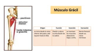 Músculo Grácil
Origen Función Inserción Inervación
se inicia desde la rama
inferior del pubis y del
isquion hasta la tibia
Flexión y aduce
la articulación de
la cadera
se insertaen
los musculos
abductores
largo y corto,
Nervio femoral
desde sus
raíces
nerviosas
 
