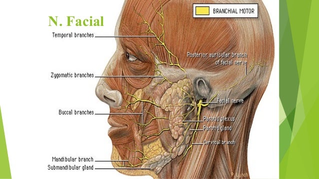 Anatomia nervio facial 2