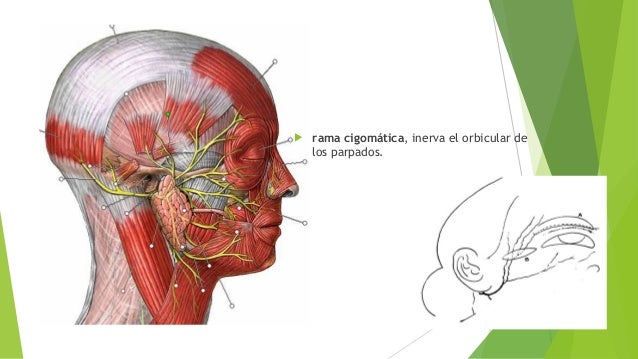 Anatomia nervio facial 2
